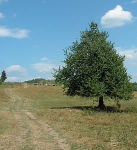 Posvätná bytosť Strom I. 