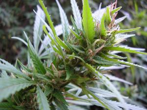 Konšpirácia Marihuany - pravý dôvod prečo je konopa zakázaná