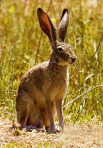Rok kovového zajaca