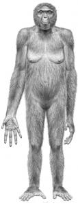 Ardipithecus ramidus