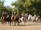 Endurance riding 2007